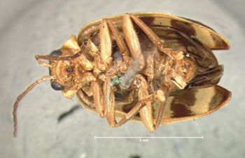 Media type: image; Entomology 19418   Aspect: habitus ventral view